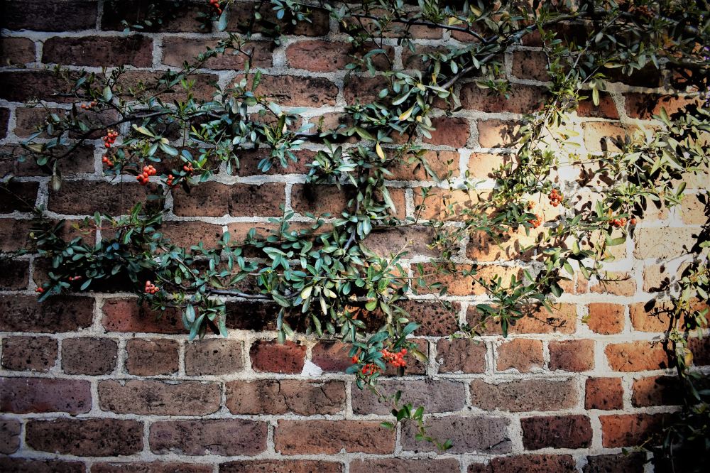 Vine on wall photo by Niharika Bandaru via Unsplash.com